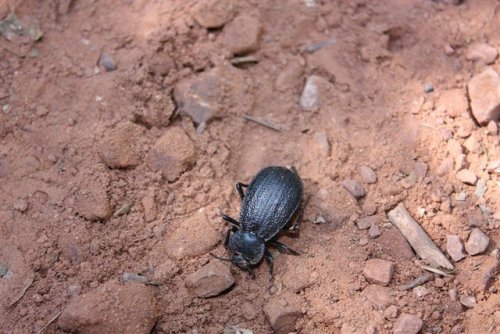 Bug